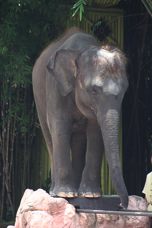 An elephant "performing" at two iron bars: stepping on th