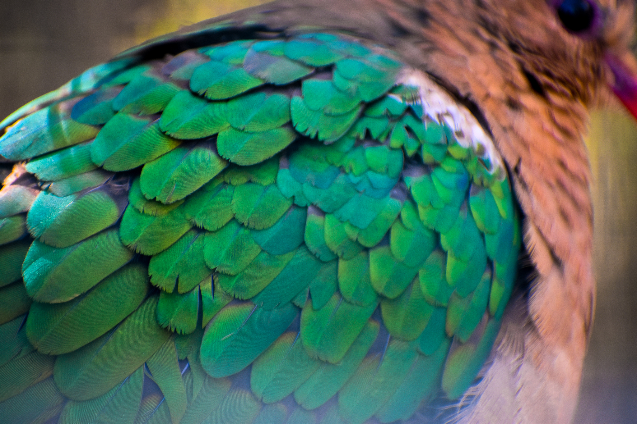 An Emerald Wing