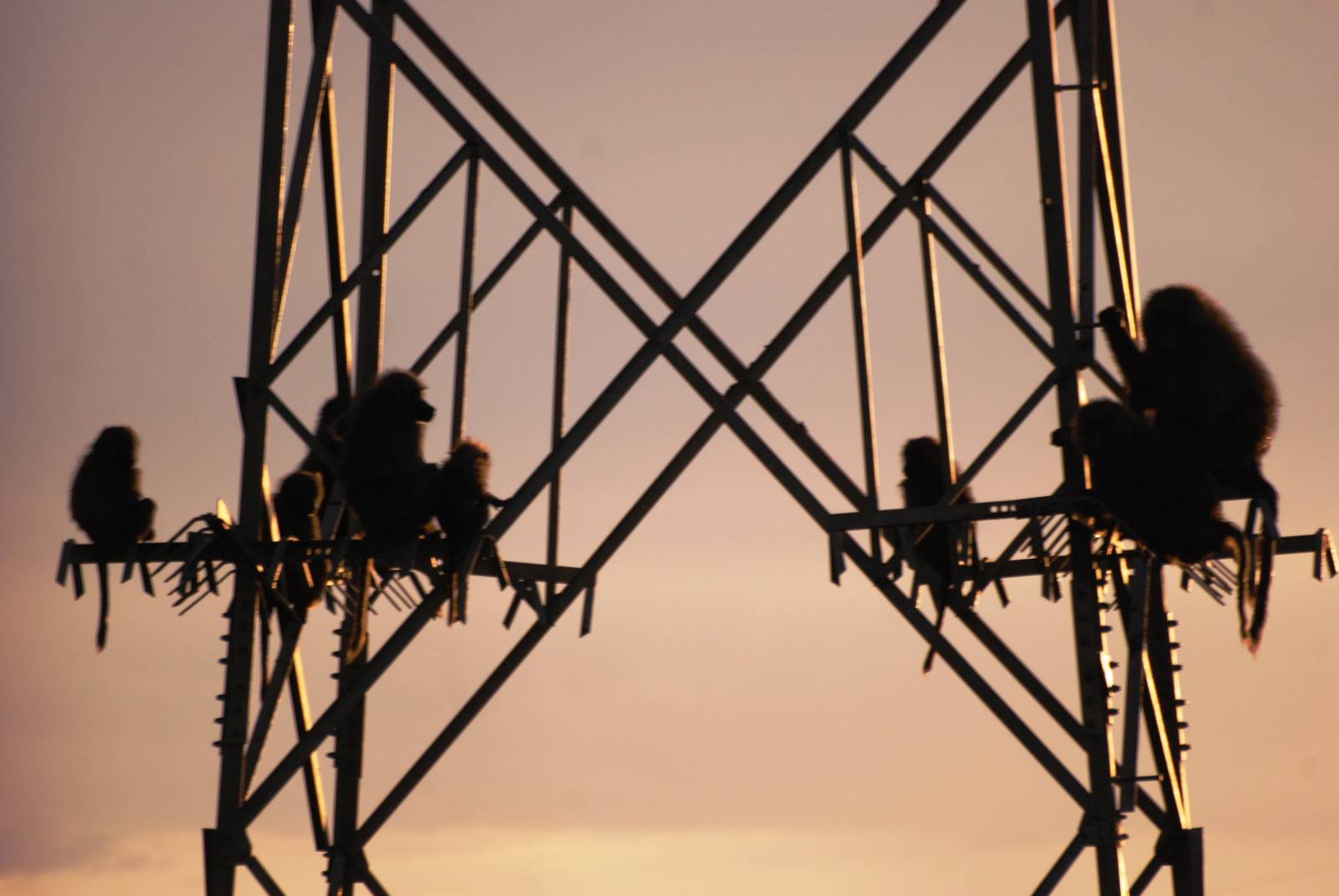 An Evening Pylon of Olive Baboons in Awash NP, 11/10/14