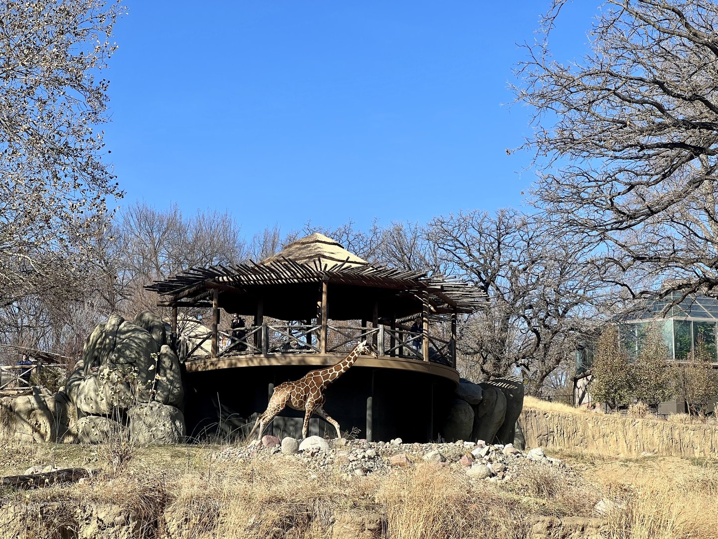 An exhibit large enough that a Giraffe can run.