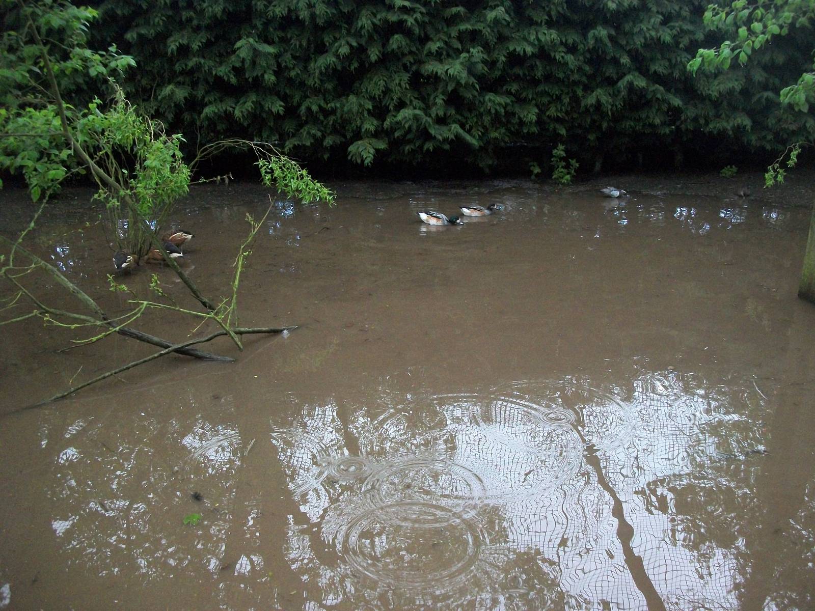 An instant new pond for the ducks, 10th May 2014
