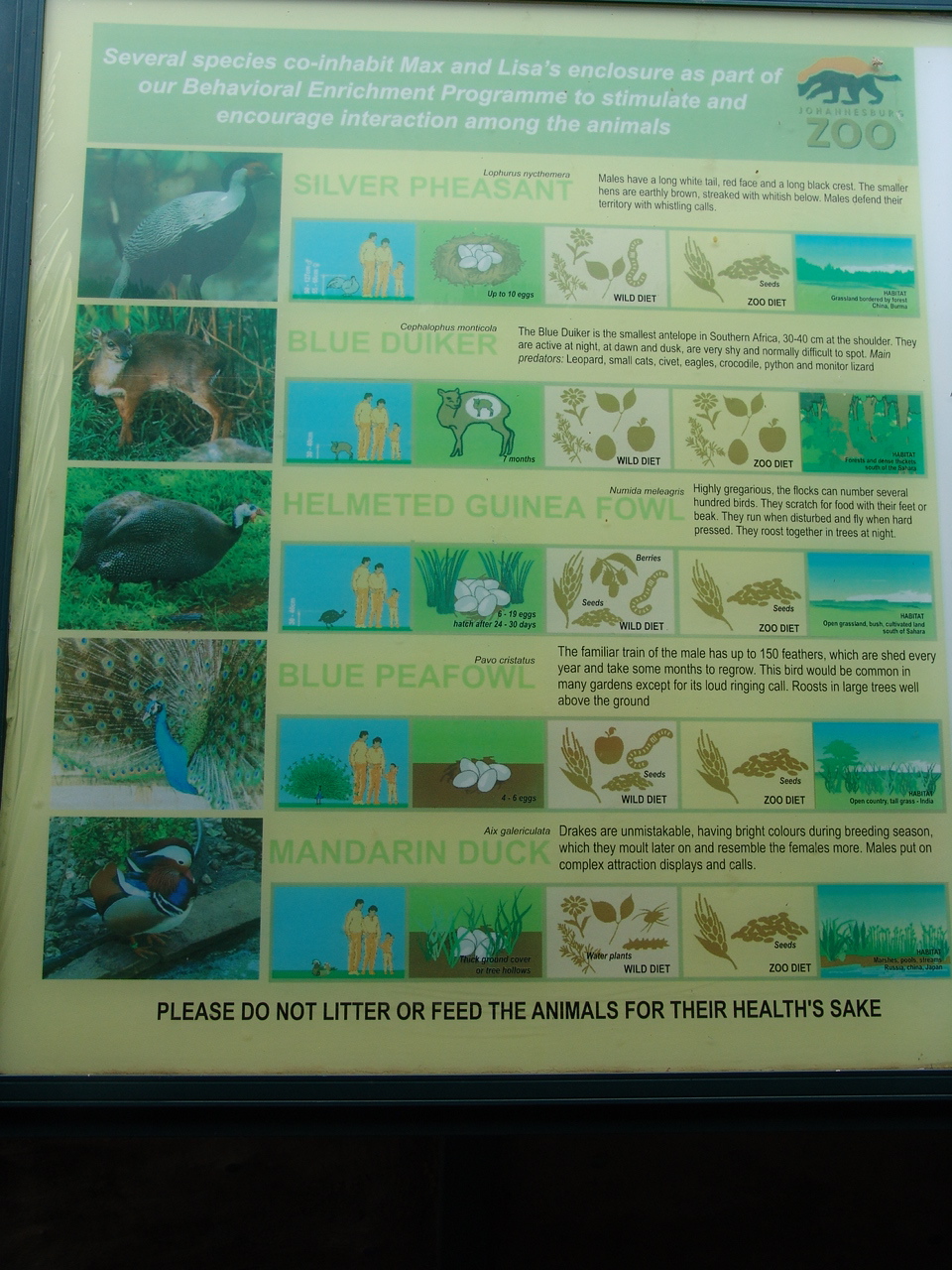 An interesting mixed exhibit for Western Lowland Gorillas (Gorilla gorilla