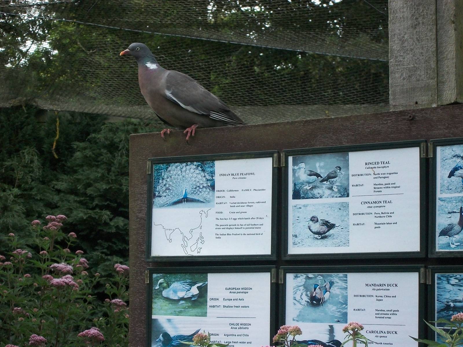 An intruder in the walk-through aviary, 20th July 2014