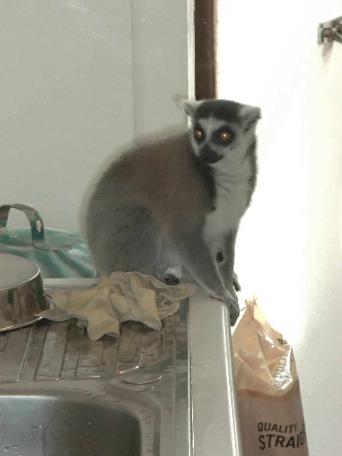 An intruder in the zoo kitchen, 11th October 2014