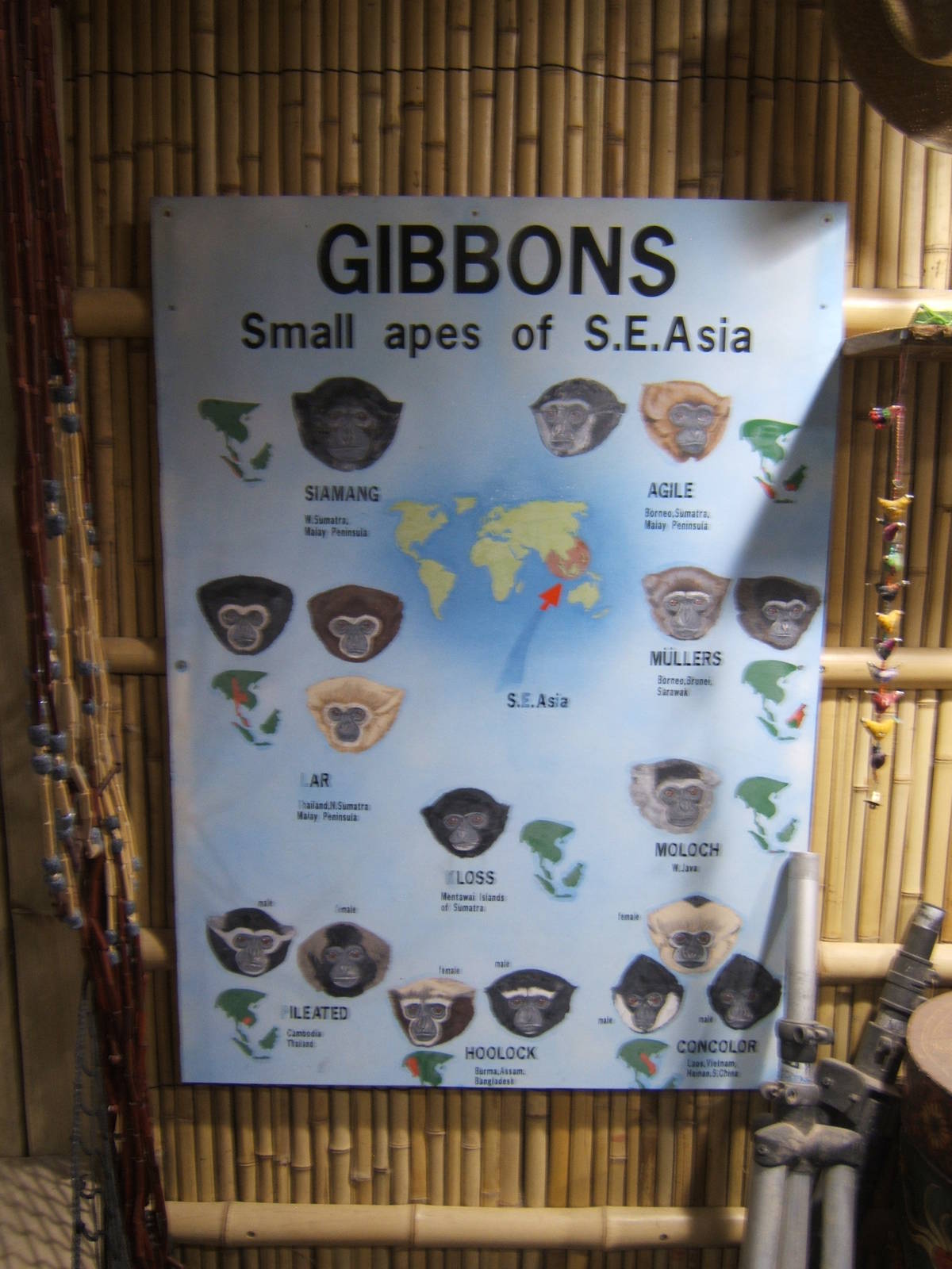 An old friend returns