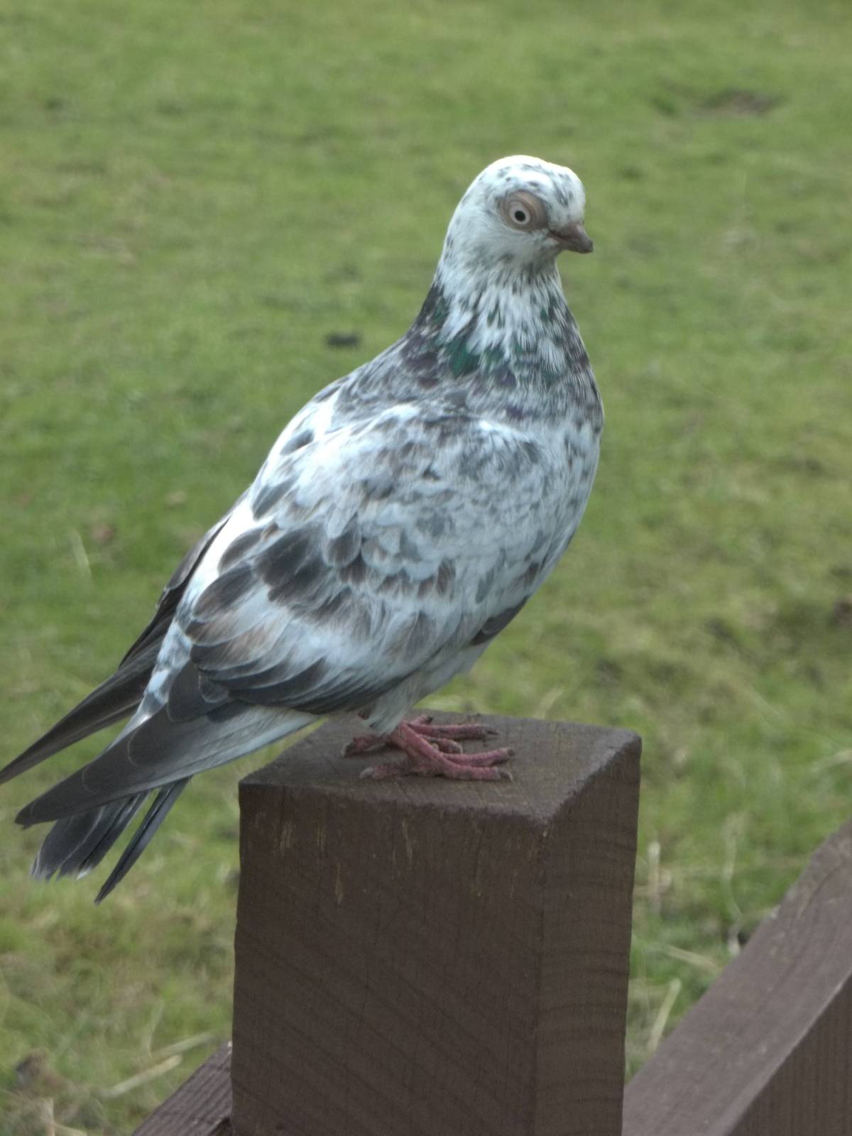 An unexpected arrival, 18th October 2014