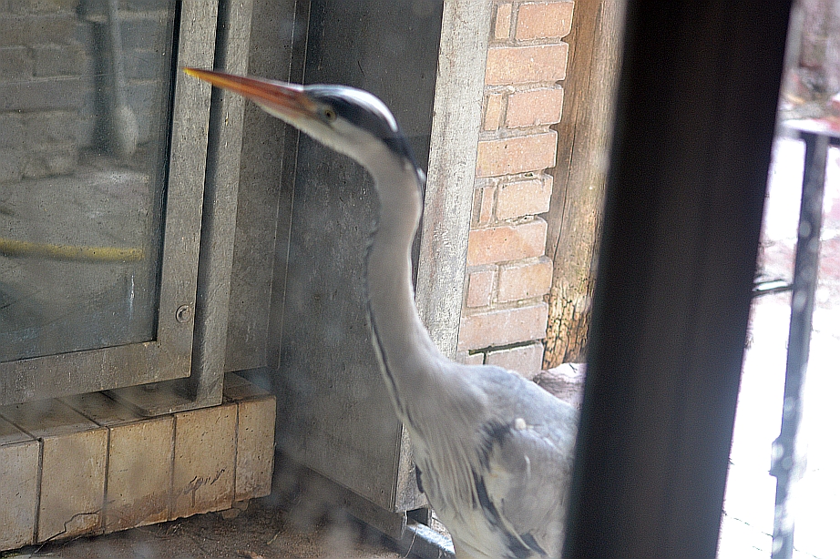 An uninvited visitor to the penguin house