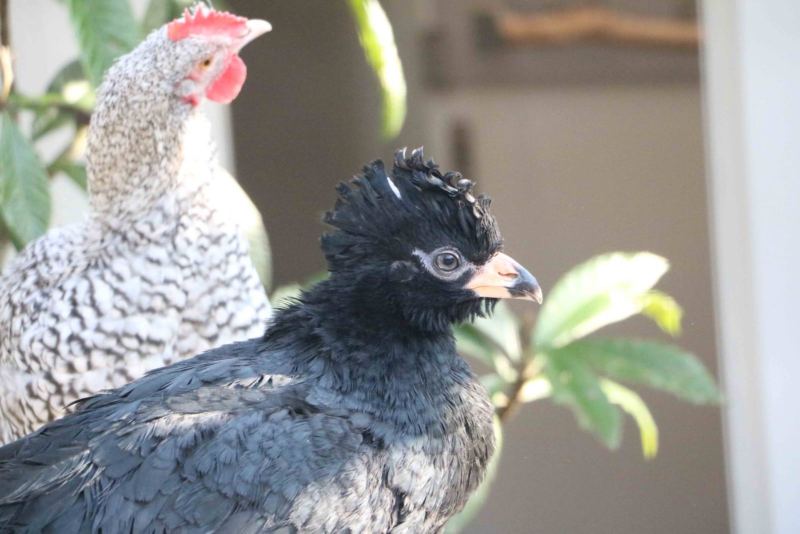 An unlikely pairing, February 2016