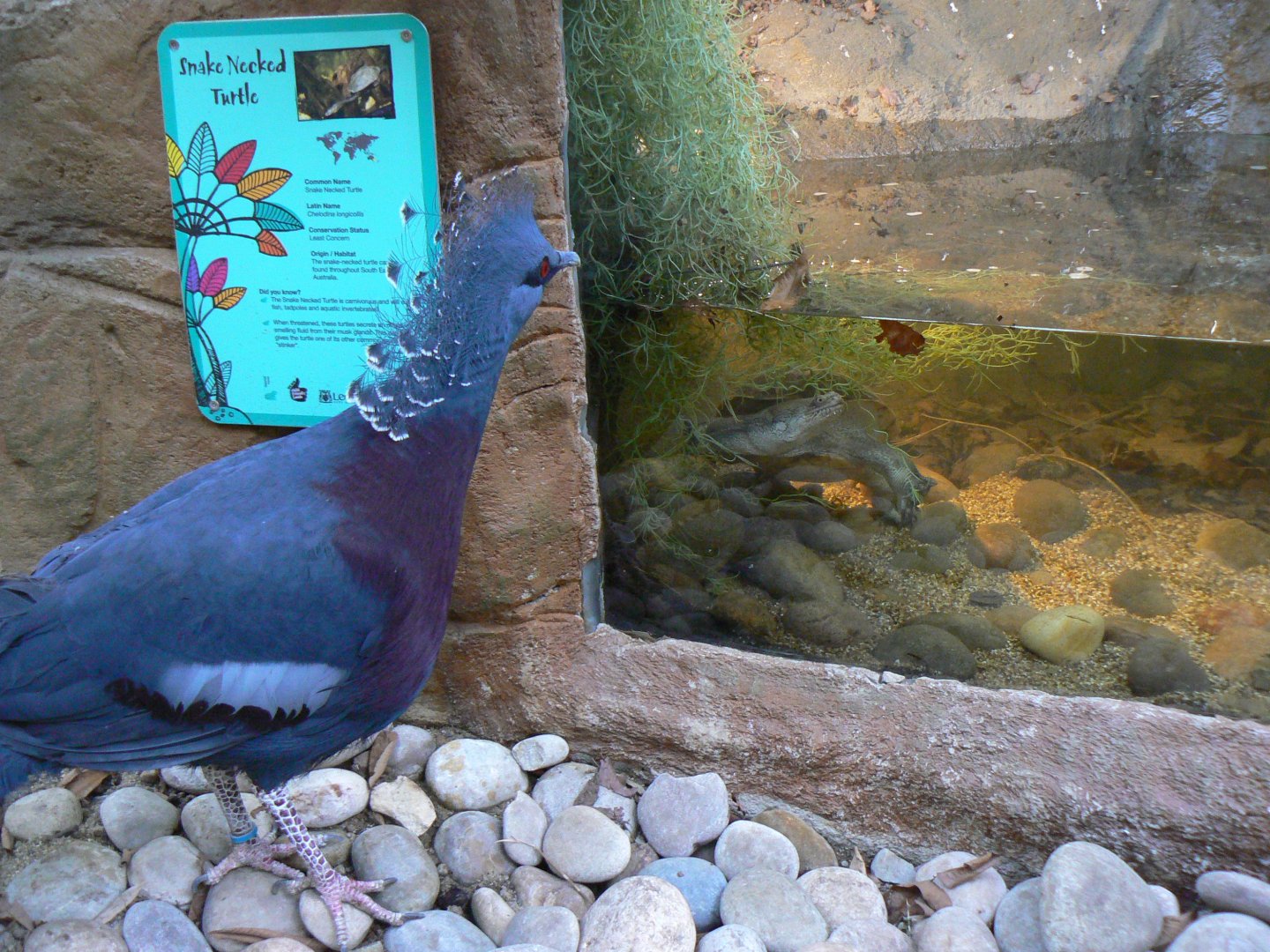 An Unsual Visitor - 10 April 2017