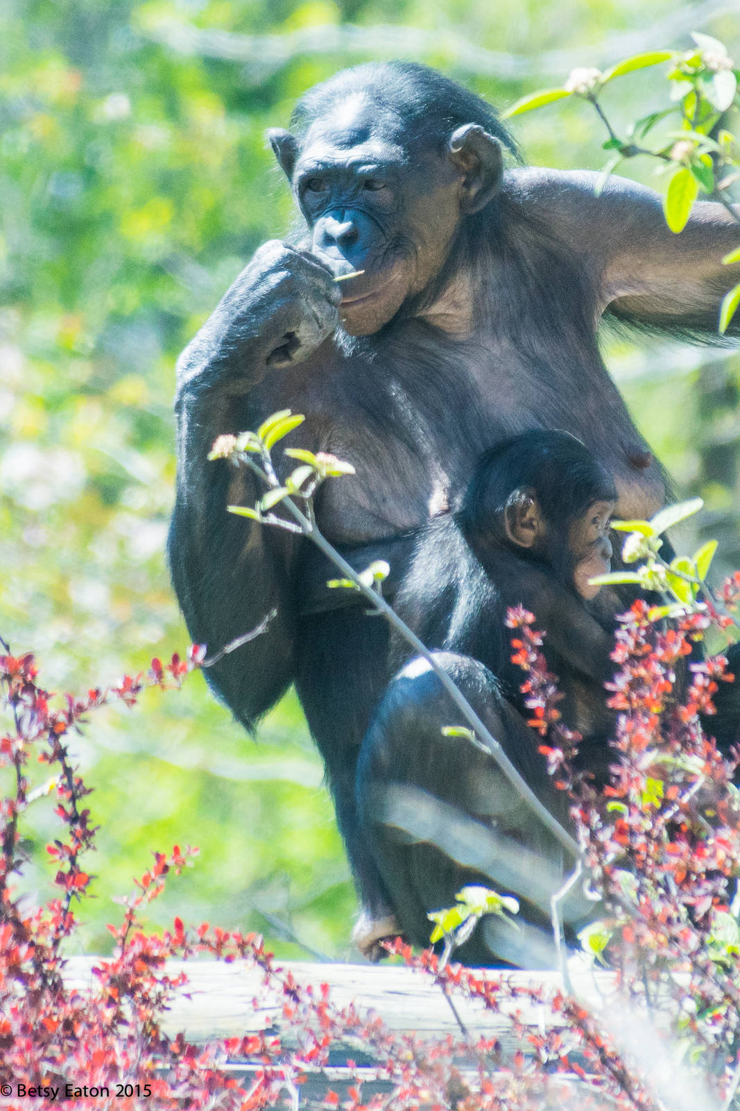 Ana Neema and baby girl Amelia?