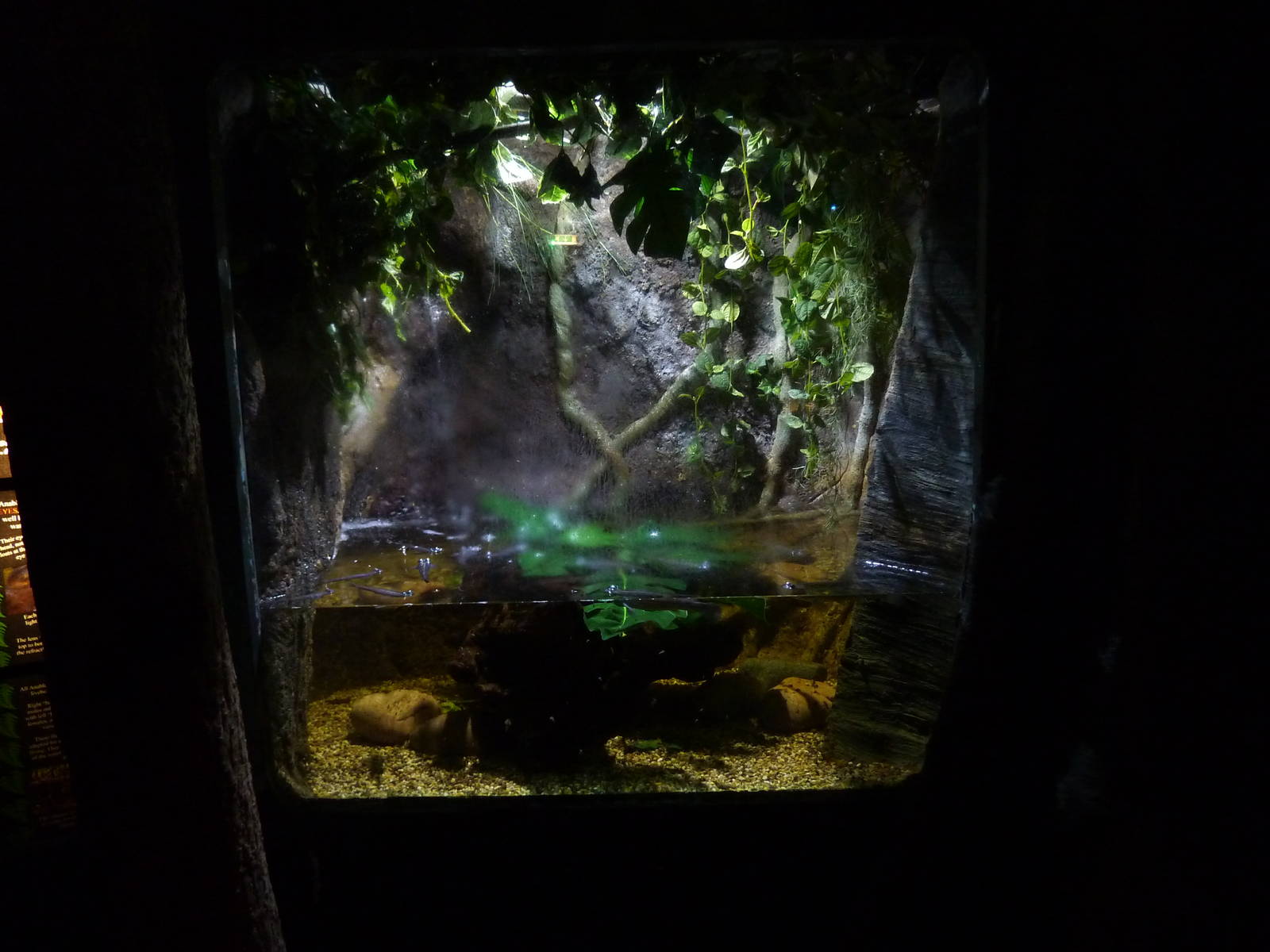 Anableps tank, 8th Feb 2012