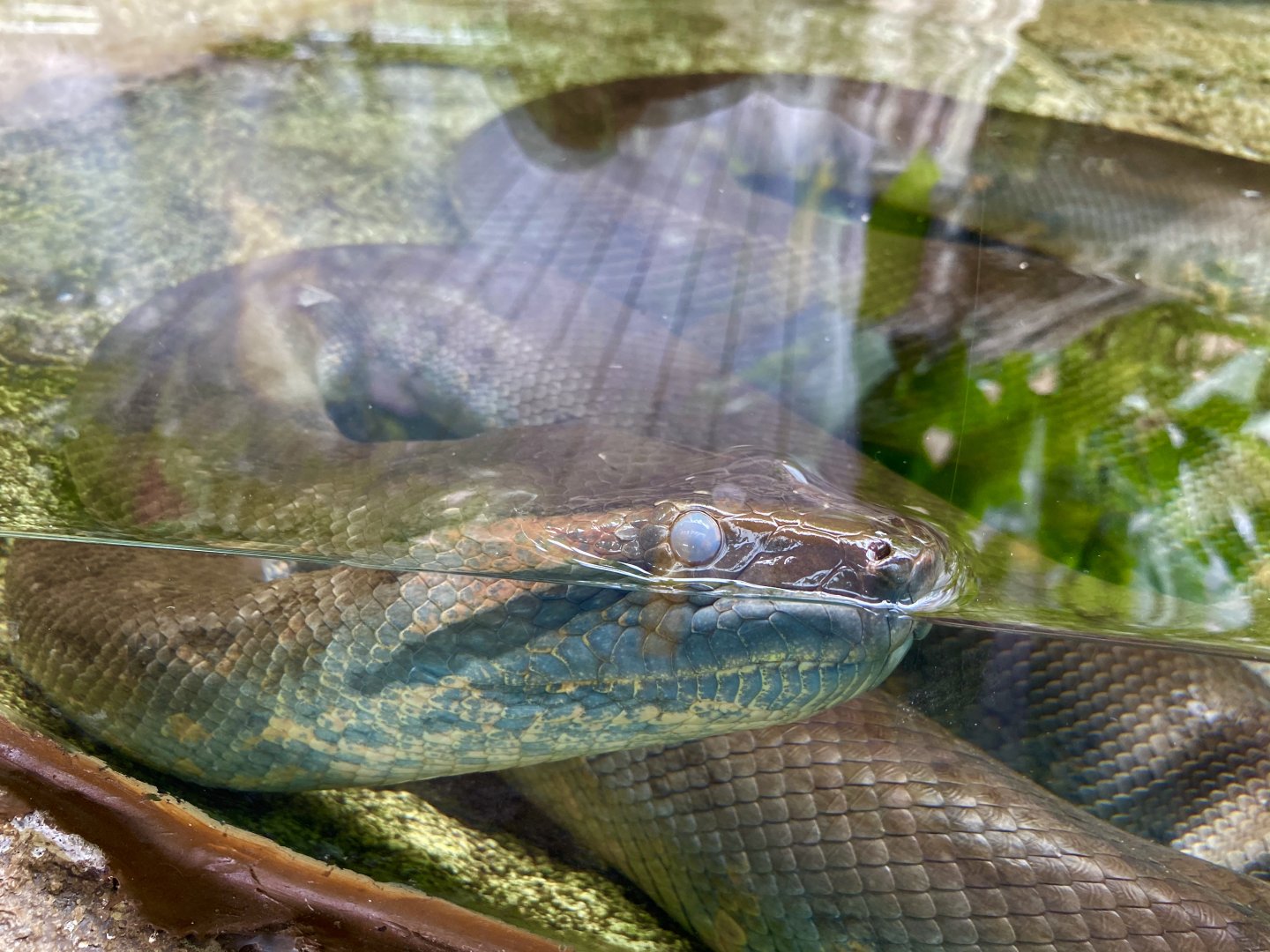 Anaconda about to shed...