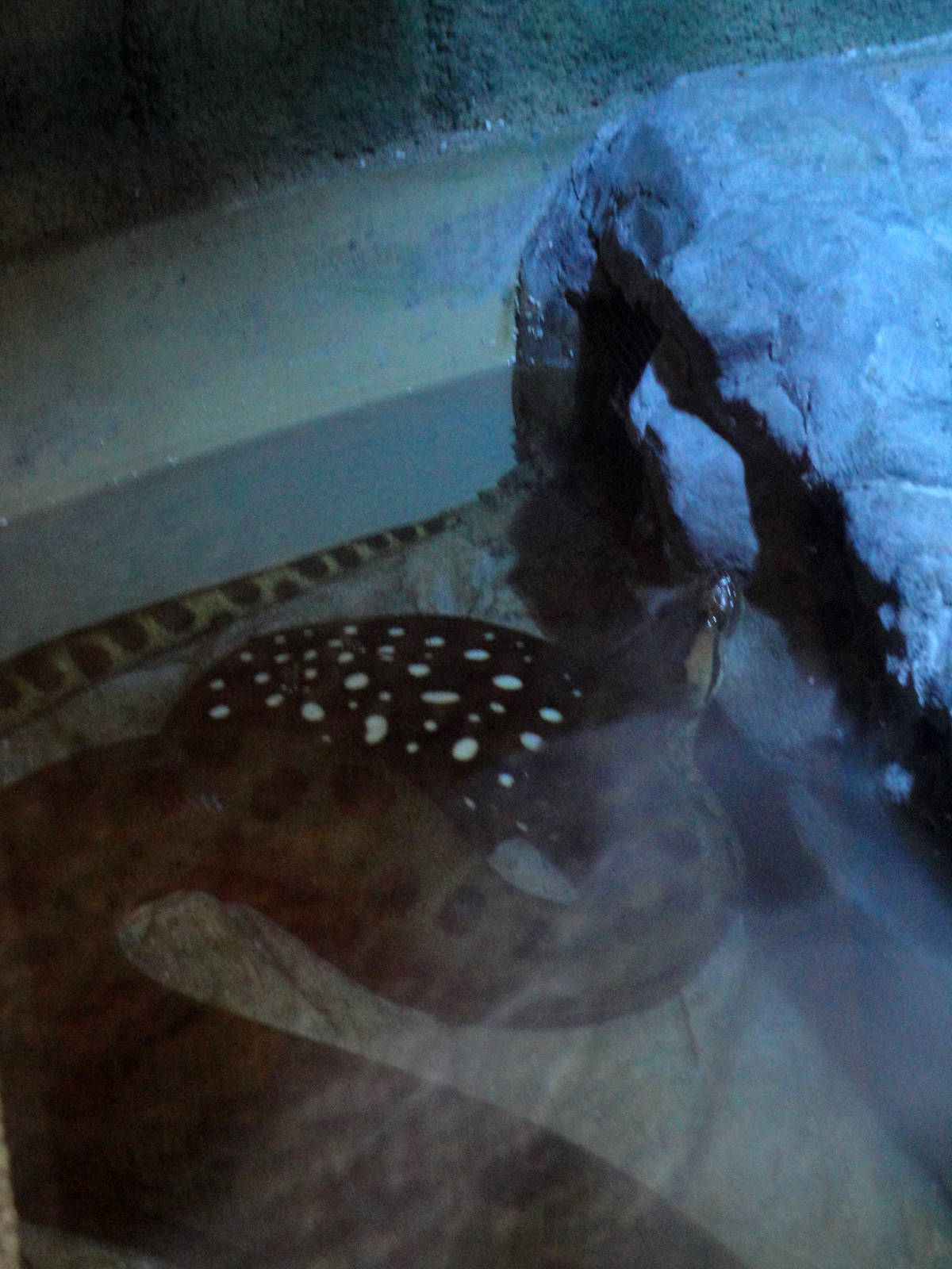 Anaconda and Freshwater Ray