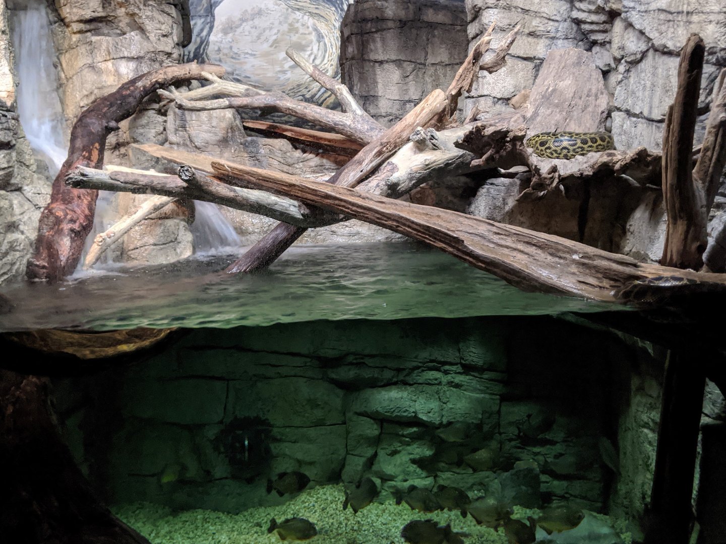 Anaconda and piranha exhibit - 03-09-2020