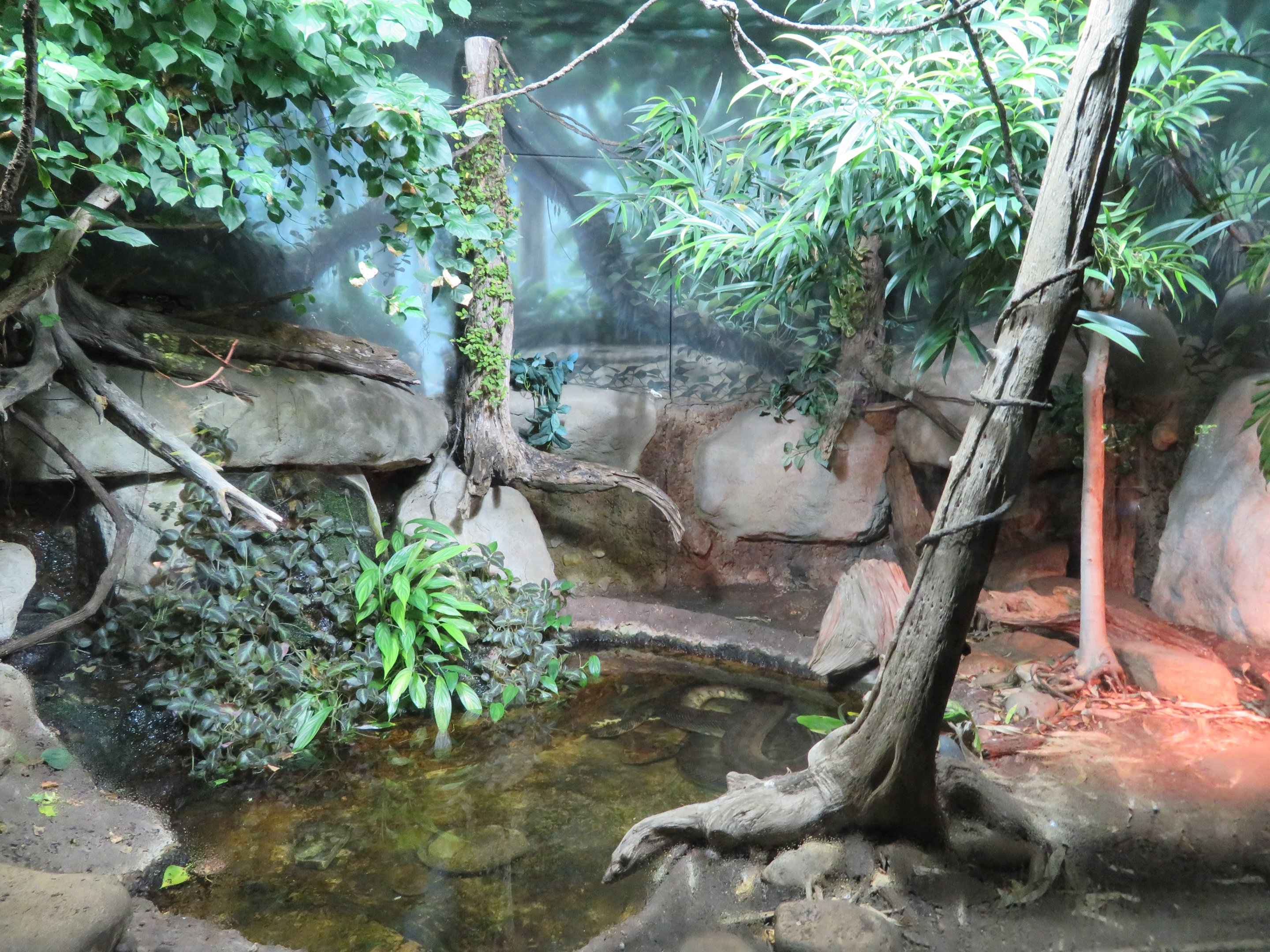 Anaconda/Boa Constrictor Exhibit