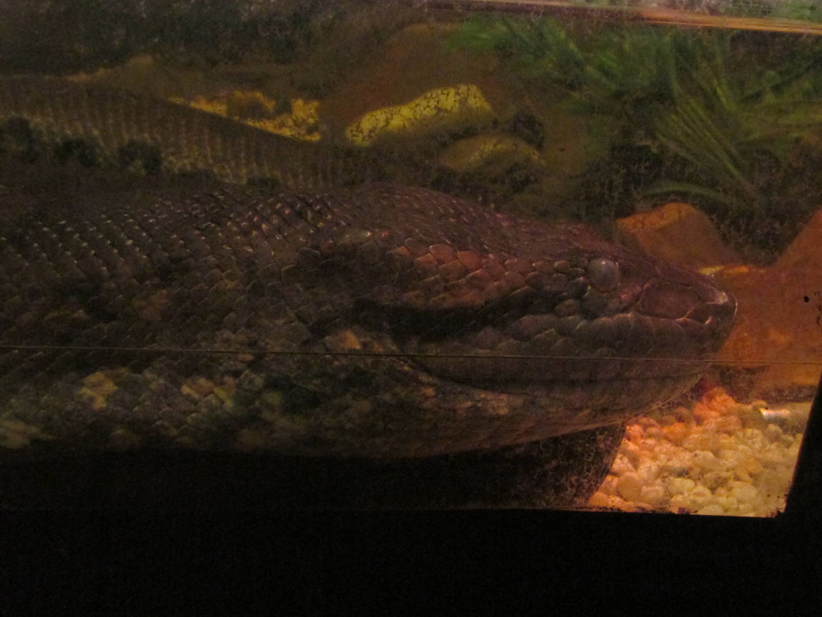 anaconda chapultepec zoo