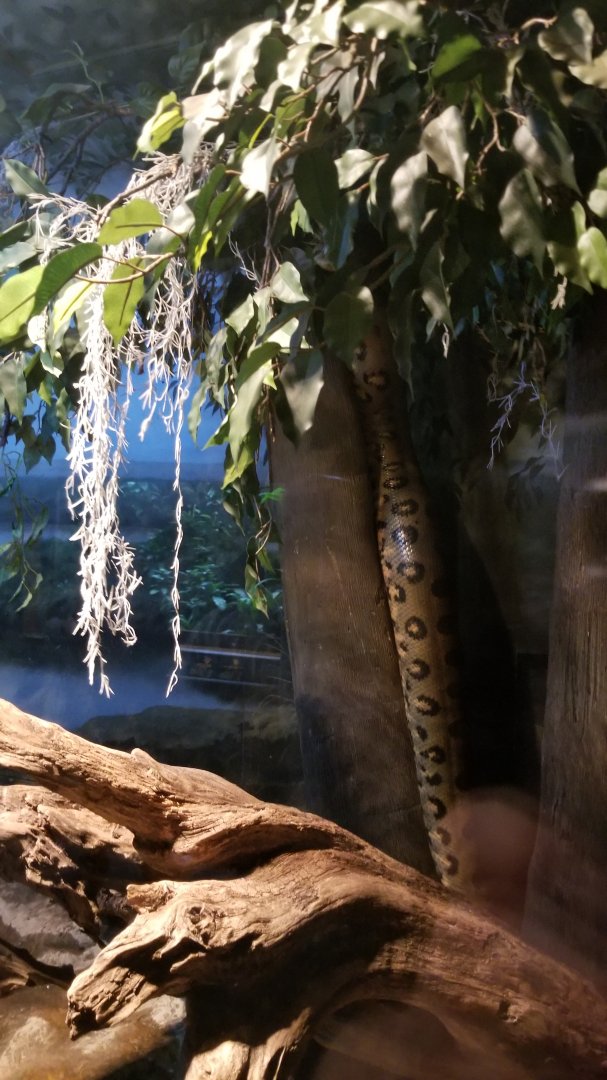Anaconda climbing a tree!