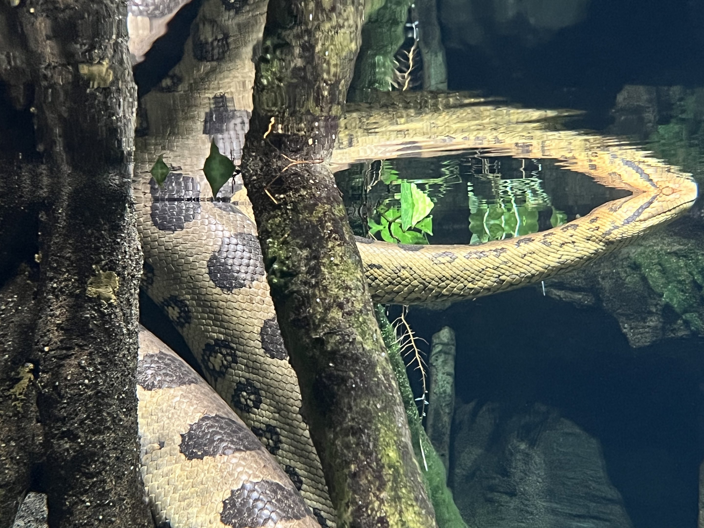 Anaconda (cool reflection)
