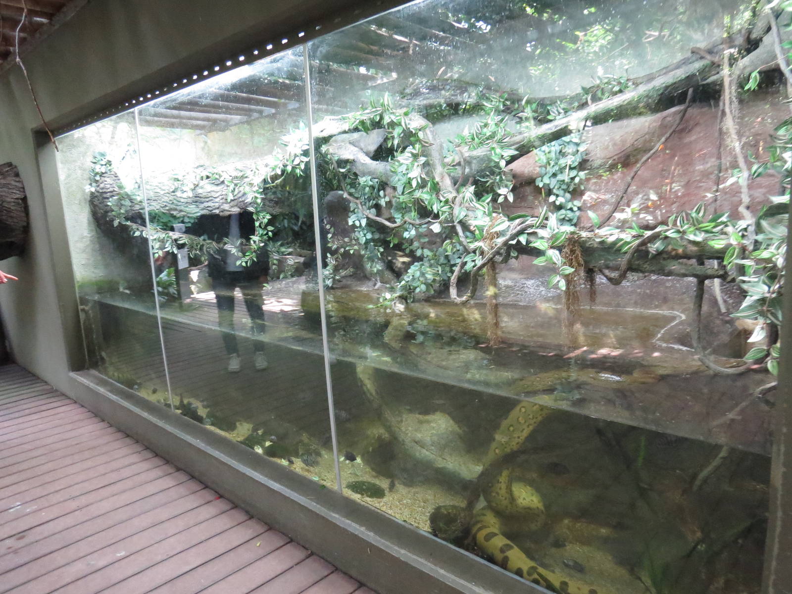 Anaconda enclosure, June 2015.