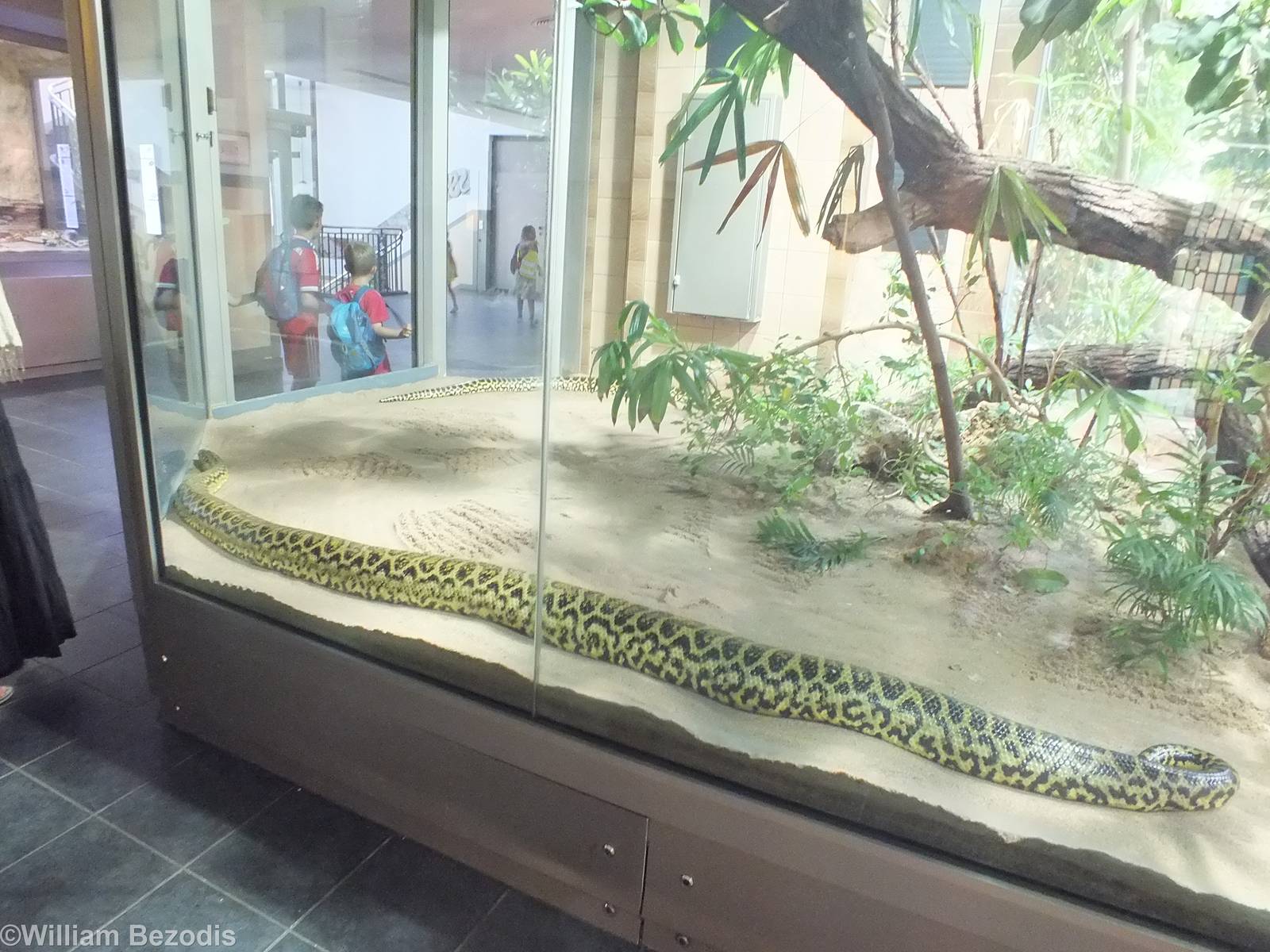Anaconda Enclosure