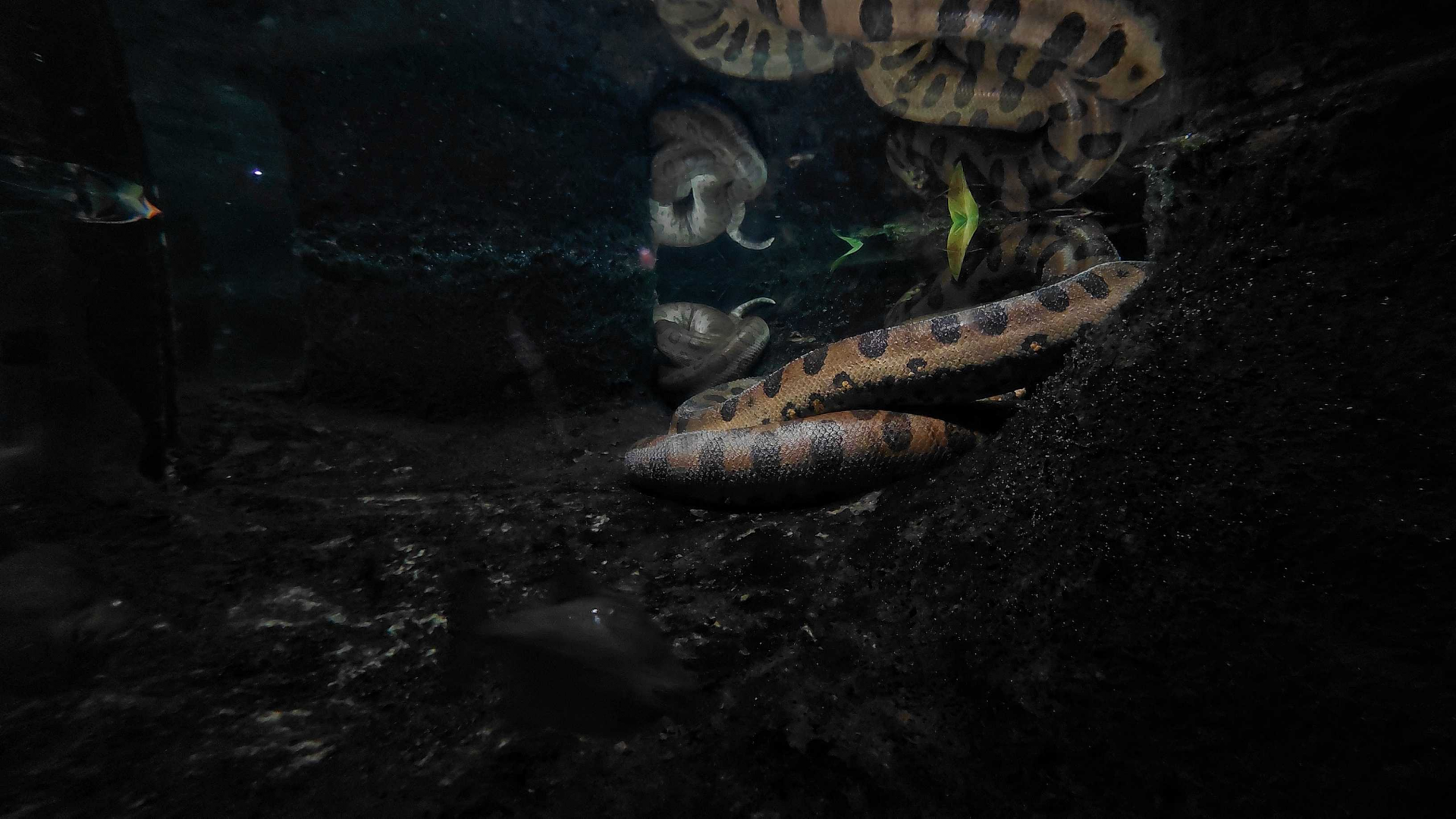 Anaconda exhibit underwater view