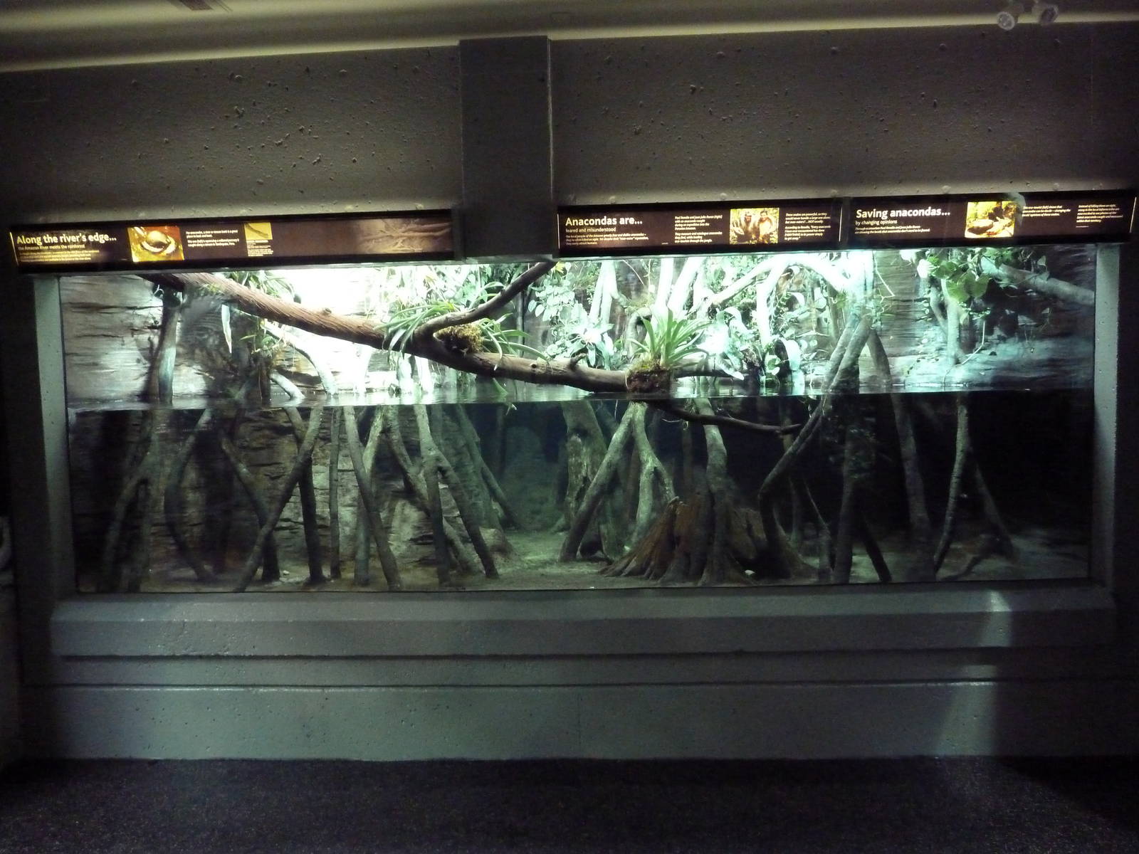 Anaconda Exhibit