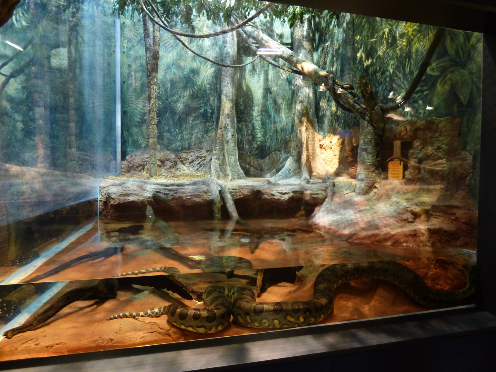Anaconda Exhibit
