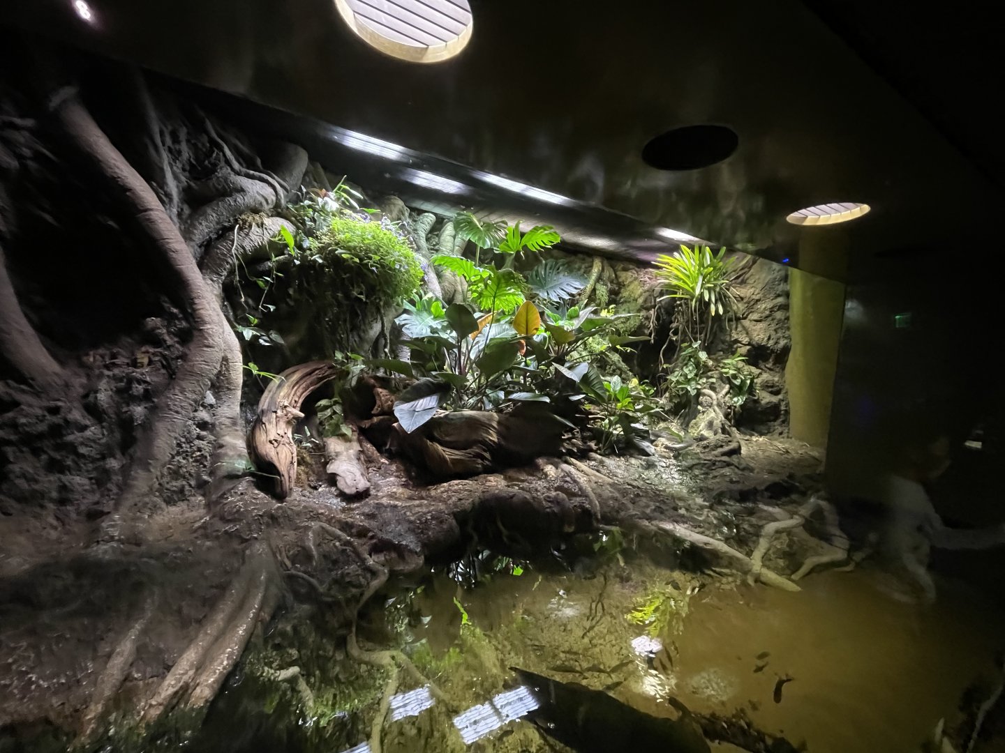 Anaconda exhibit