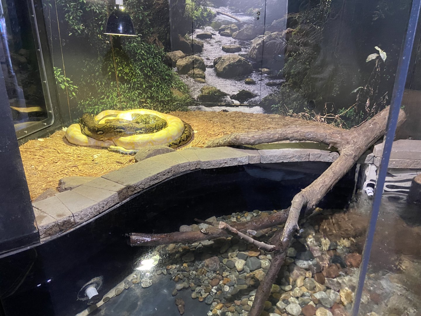 Anaconda Exhibit