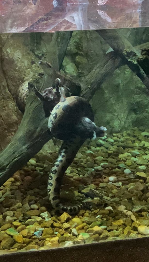 Anaconda Feeding
