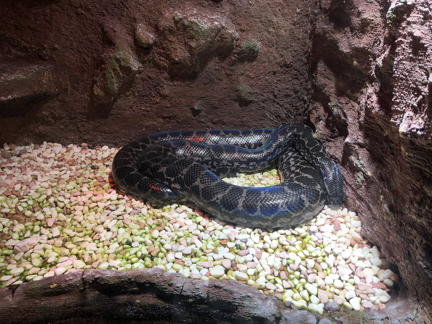 Anaconda ID