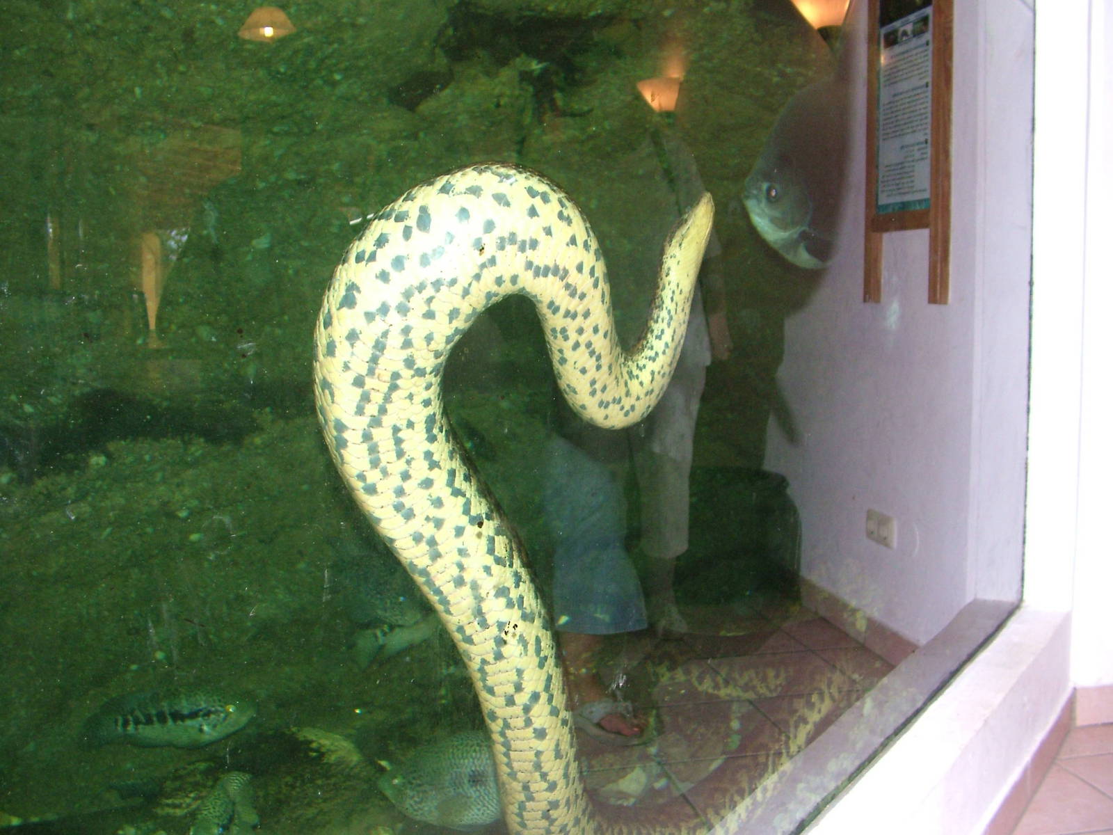 Anaconda in the restaurant aqua-terrarium at Salzburg Zoo