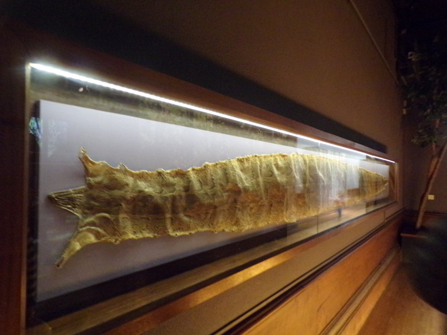 Anaconda shed skin (taken at Kelvingrove museum) 12.2.24