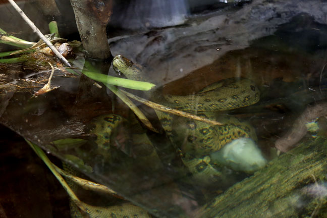anaconda with fed rabbit