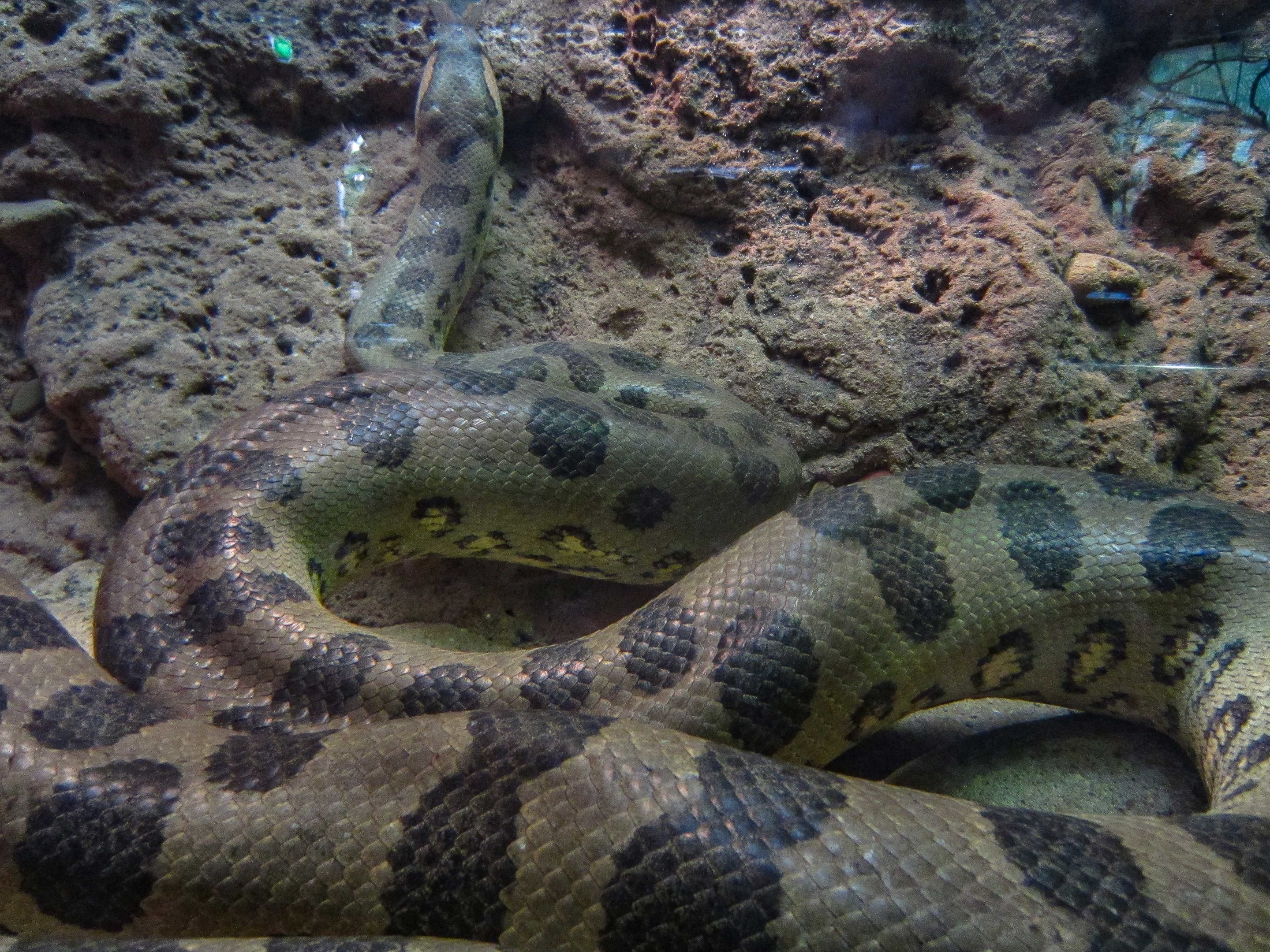 Anaconda