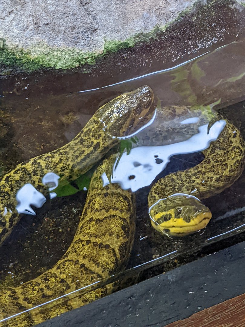 Anacondas