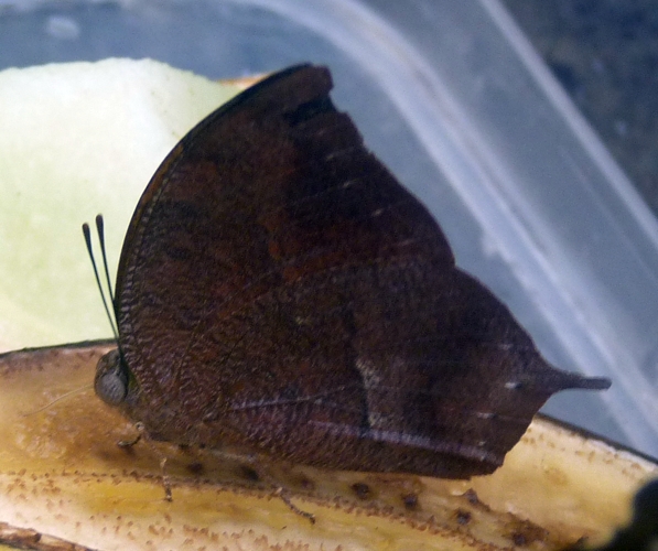 Anaea or Memphis sp. Identification needed please!!!