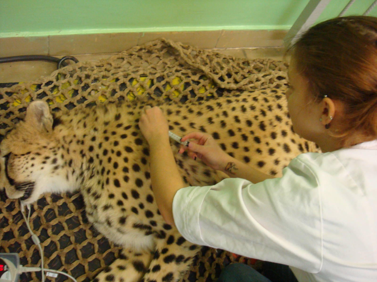 Anaesthetised Cheetah during treatment