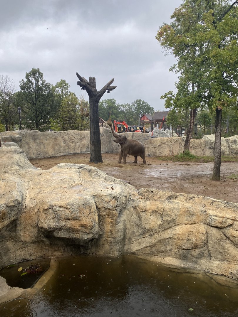 Anak in Elephant Trek Main Yard