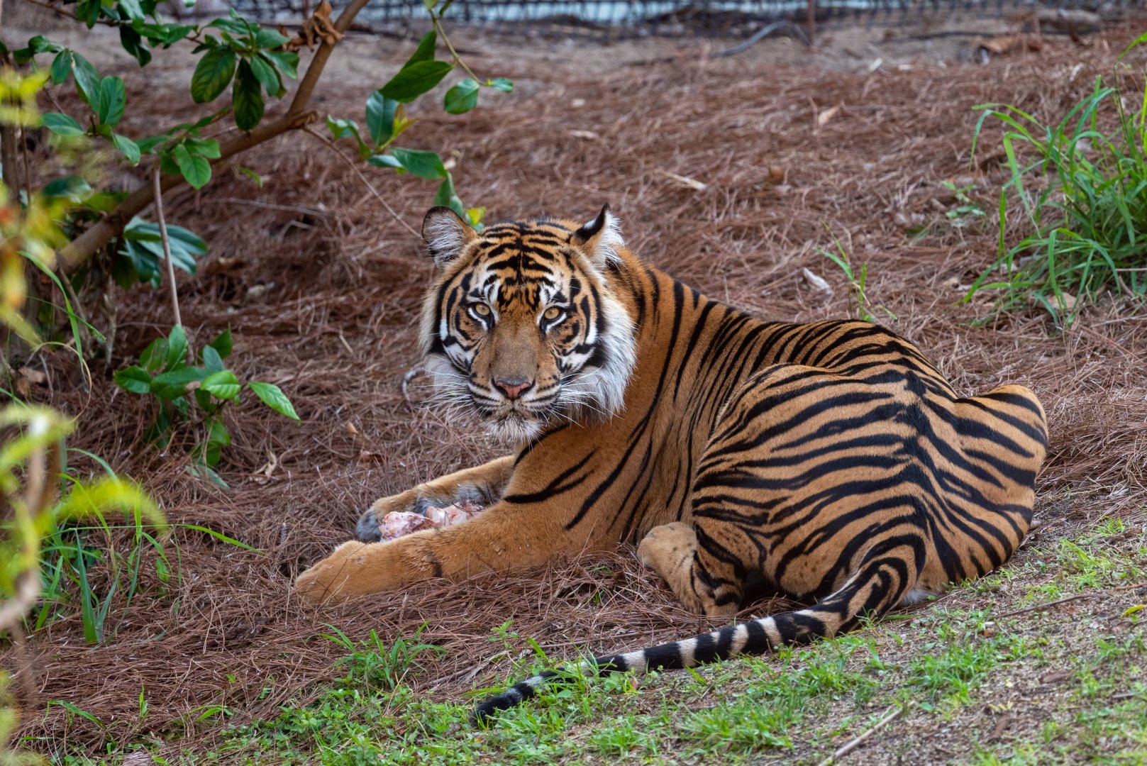 Anala - Sumatran Tiger