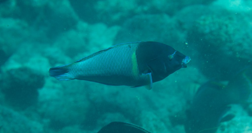 Anampses caeruleopunctatus