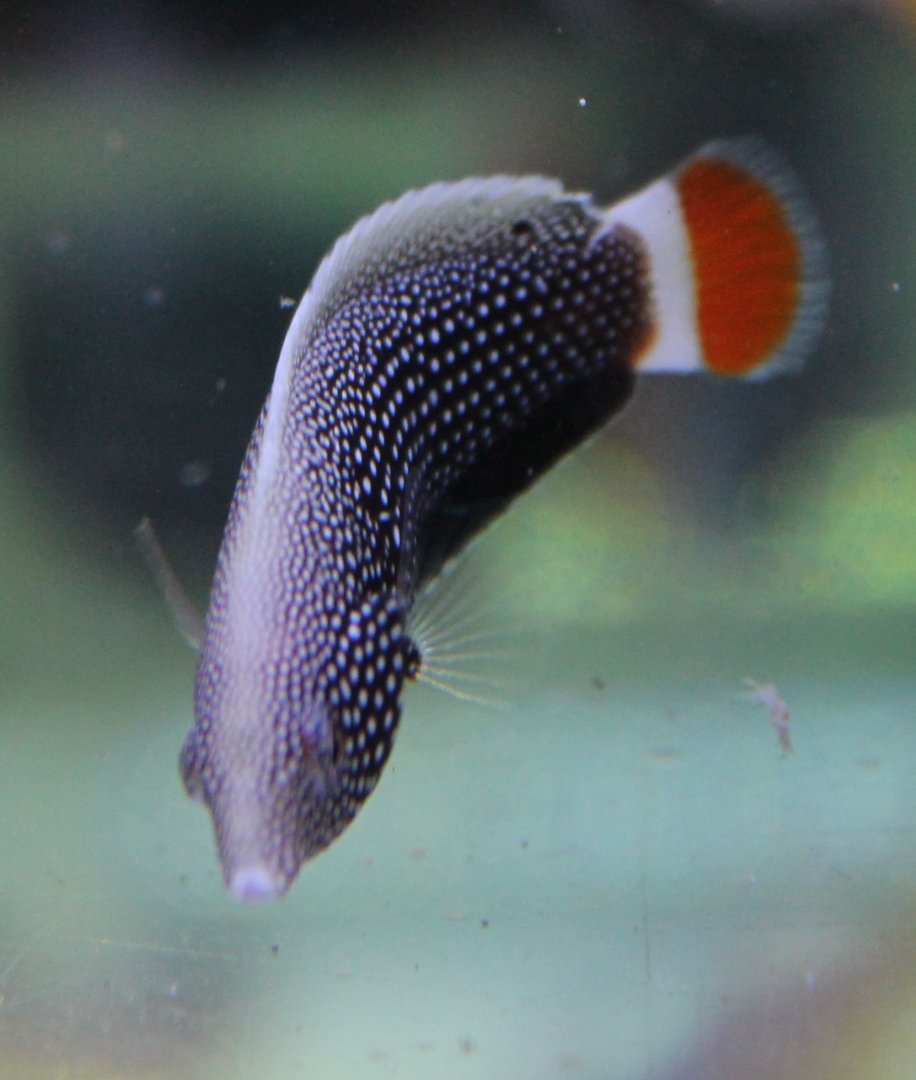 Anampses chrysocephalus