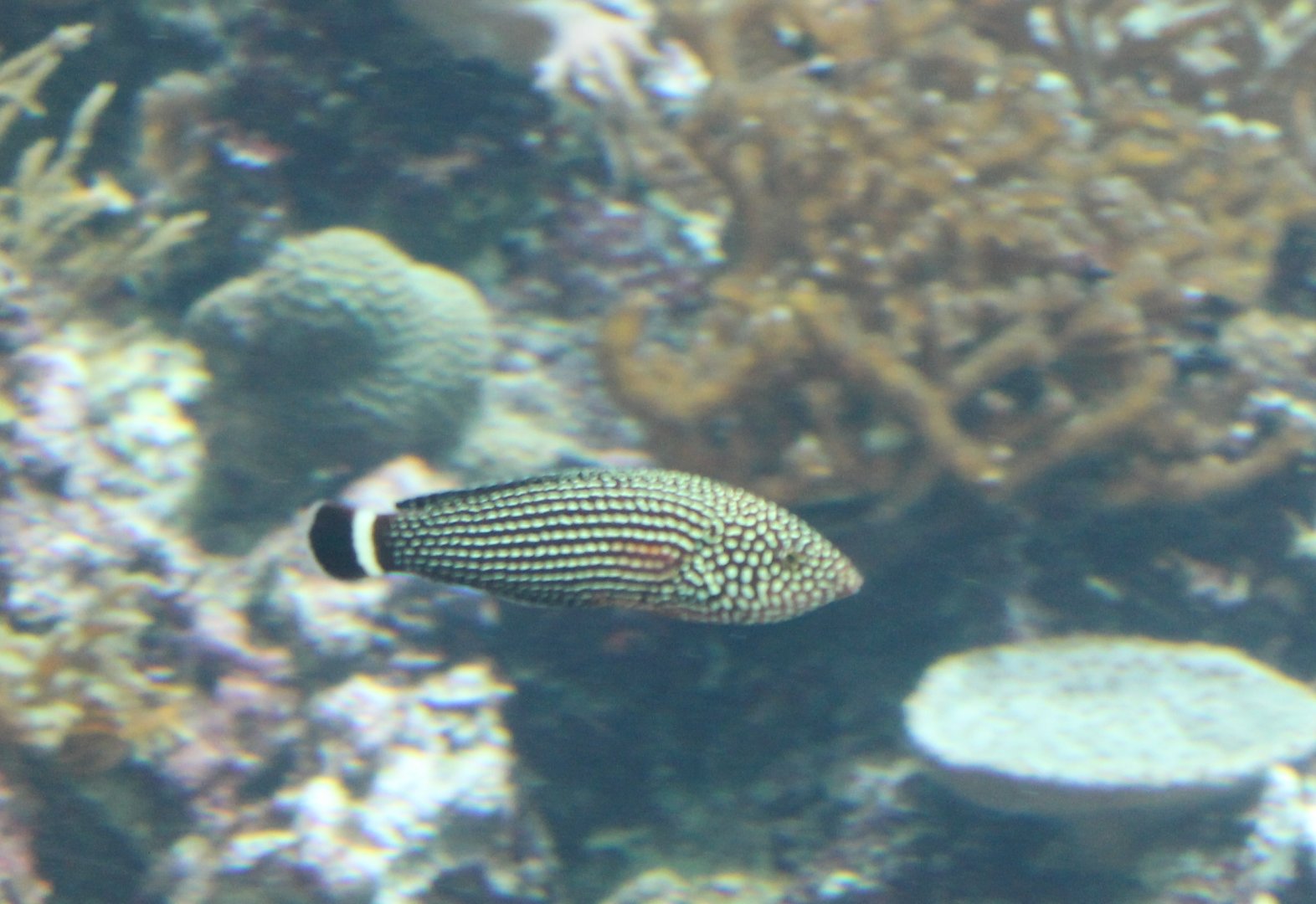 Anampses lineatus