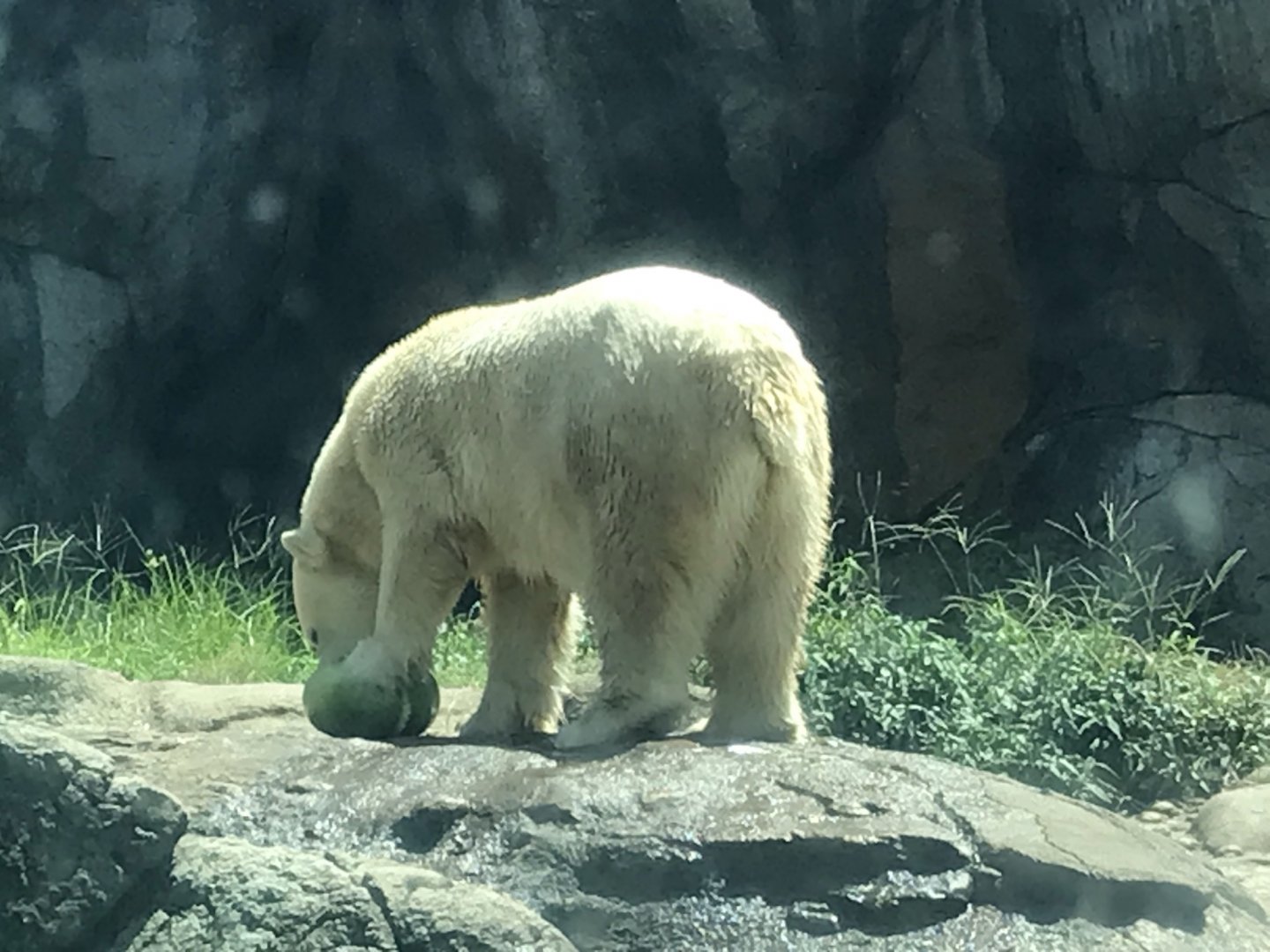 Anana eating a Gourd