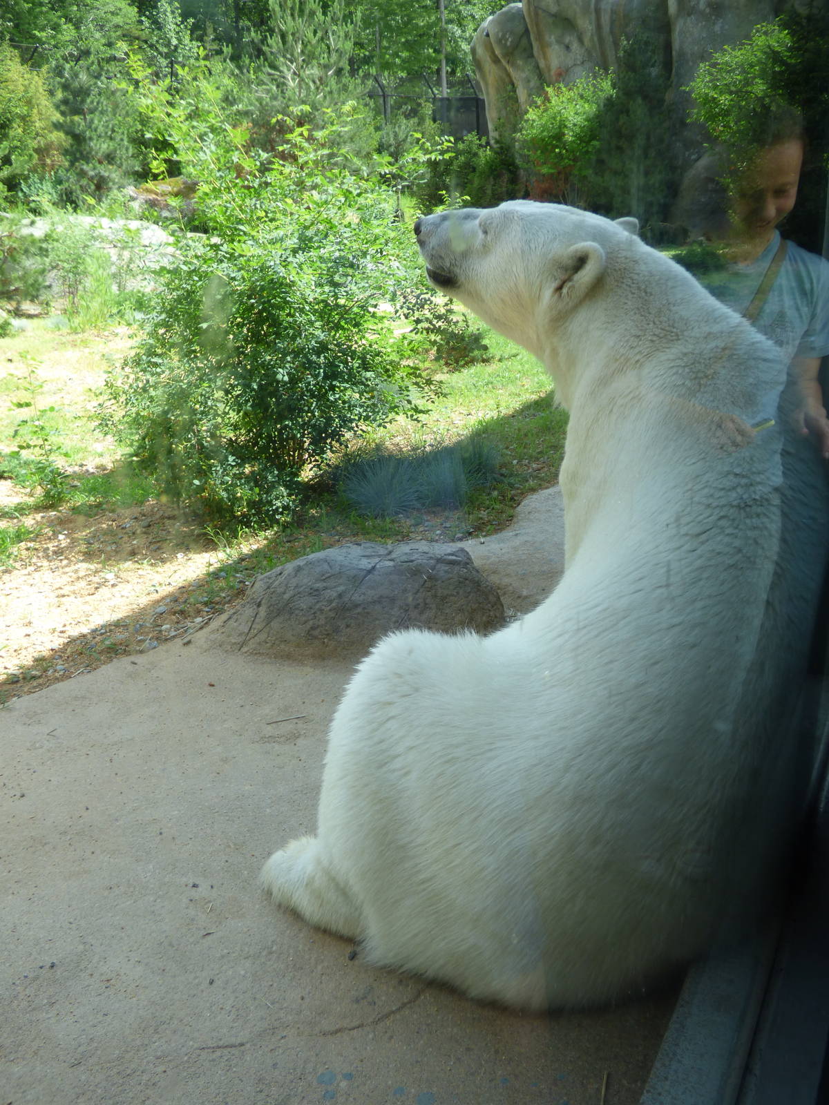 Anana sitting by window