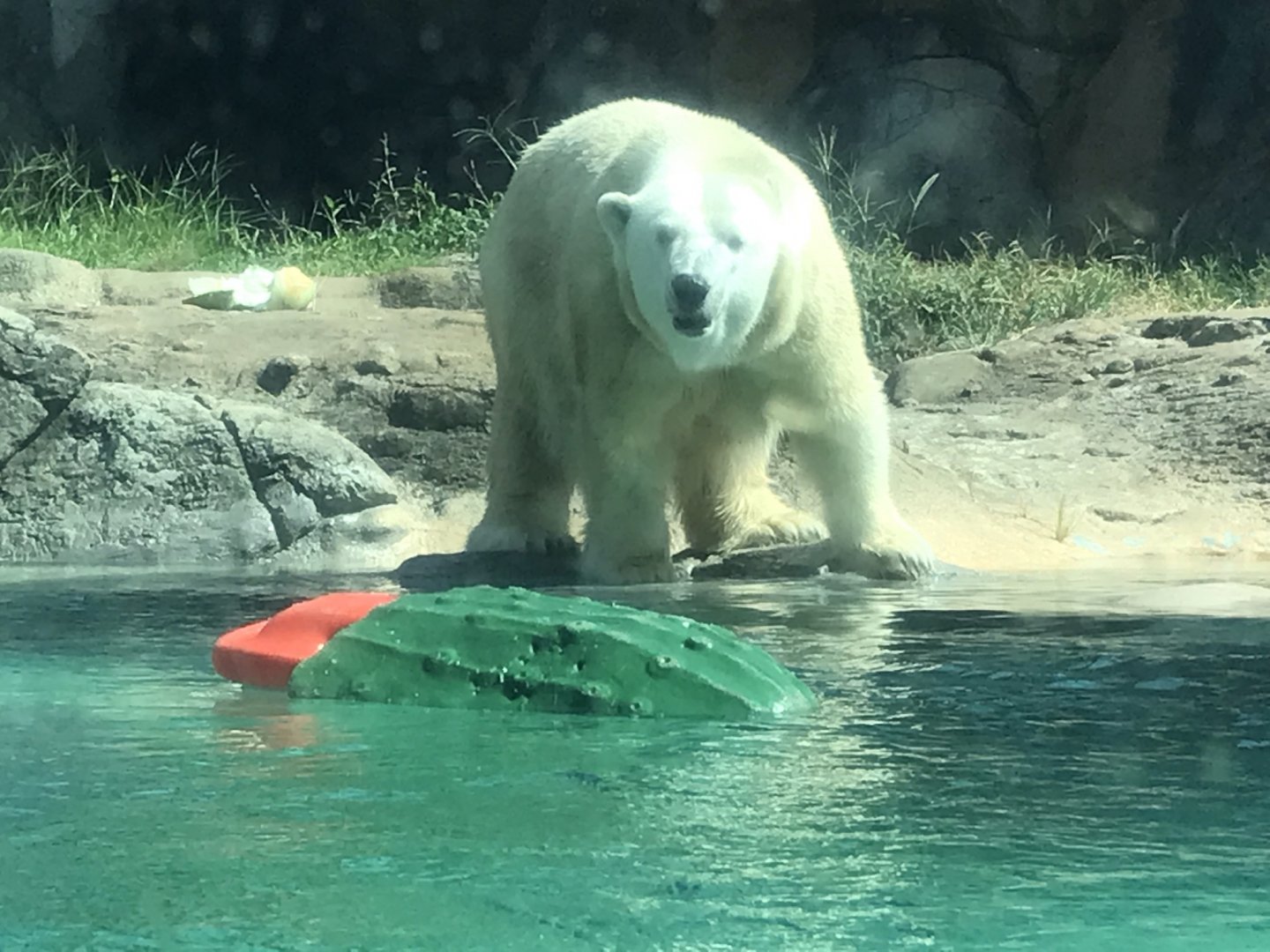 Anana the Polar Bear