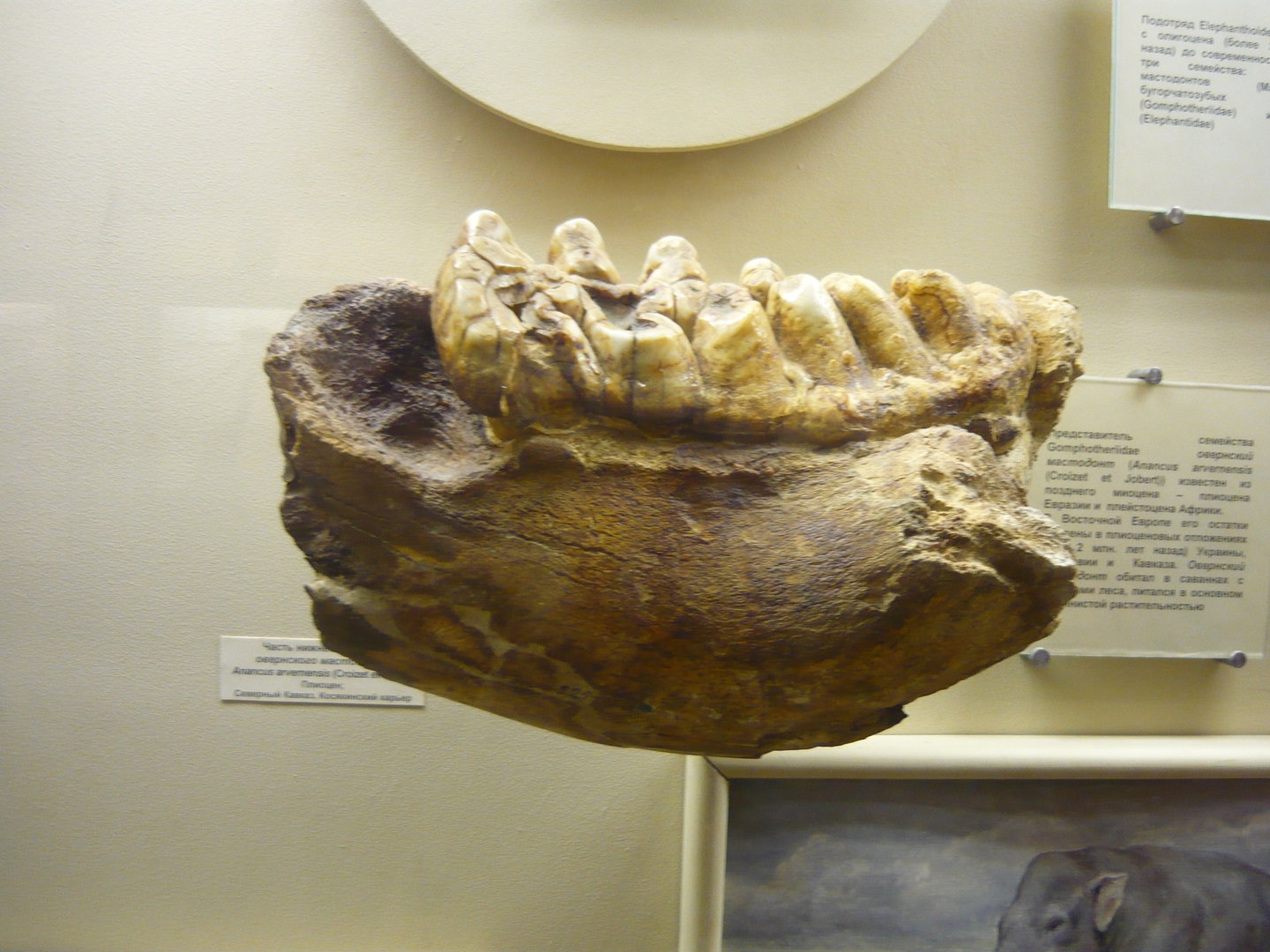 Anancus arvernensis lower jaw fragment