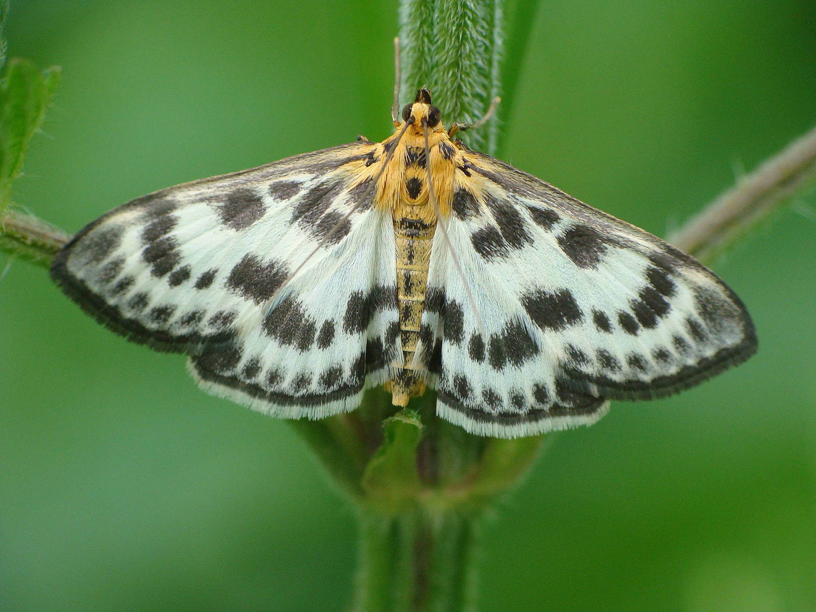 Anania hortulata