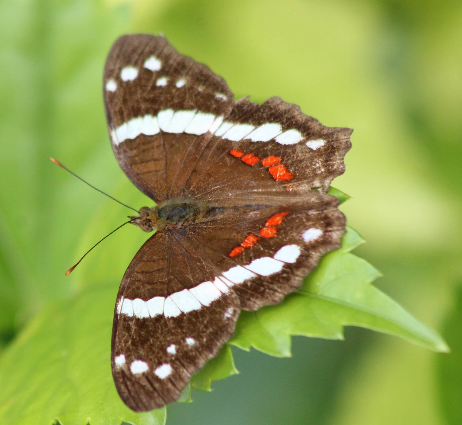 Anartia fatima