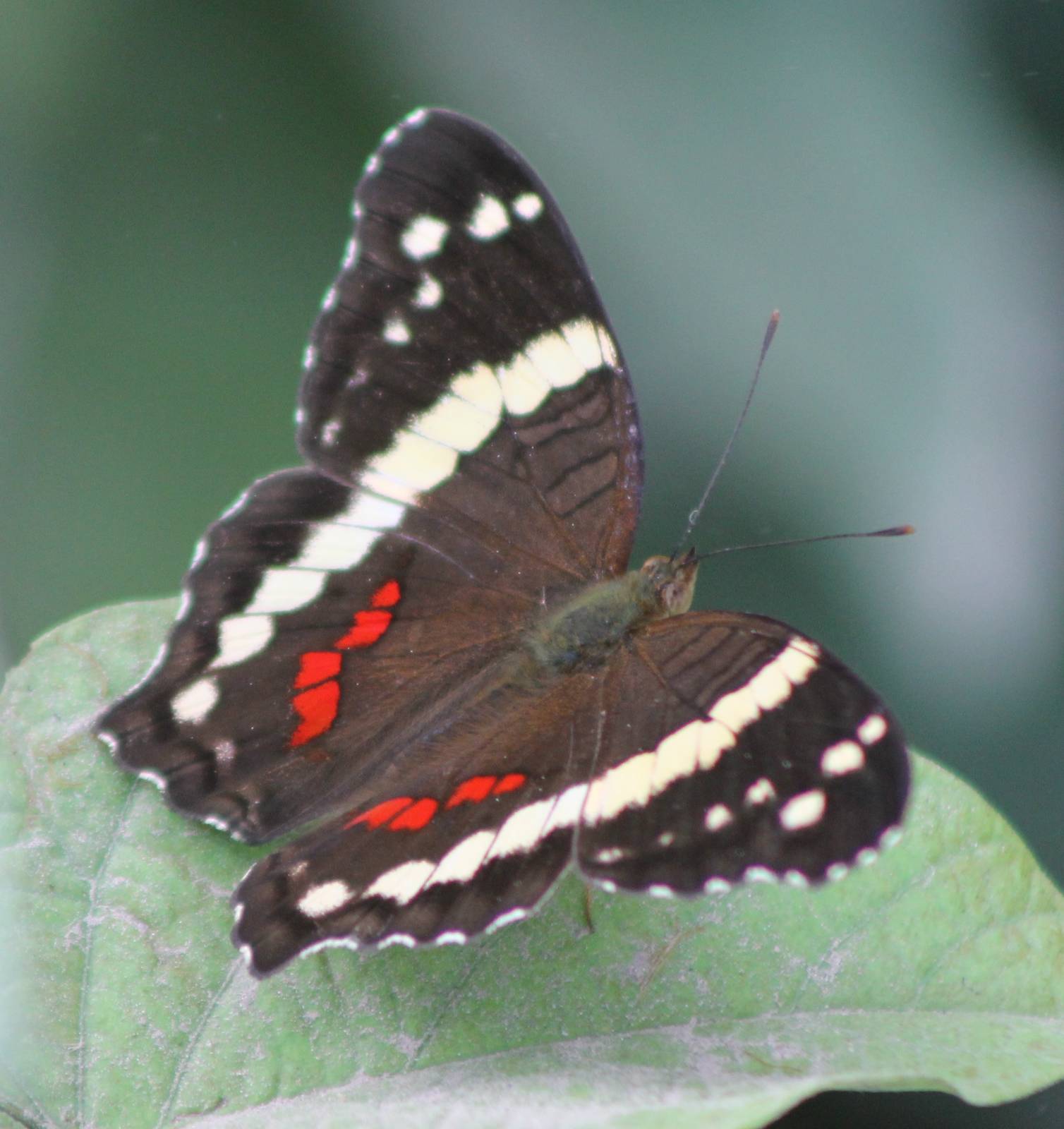 Anartia fatima